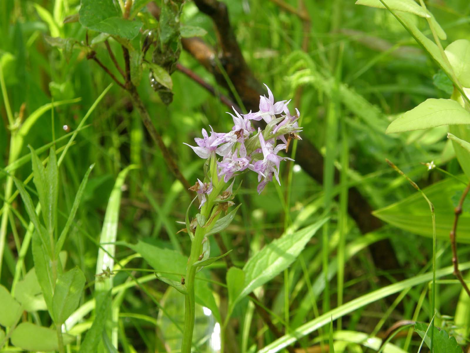 ハクサンチドリ