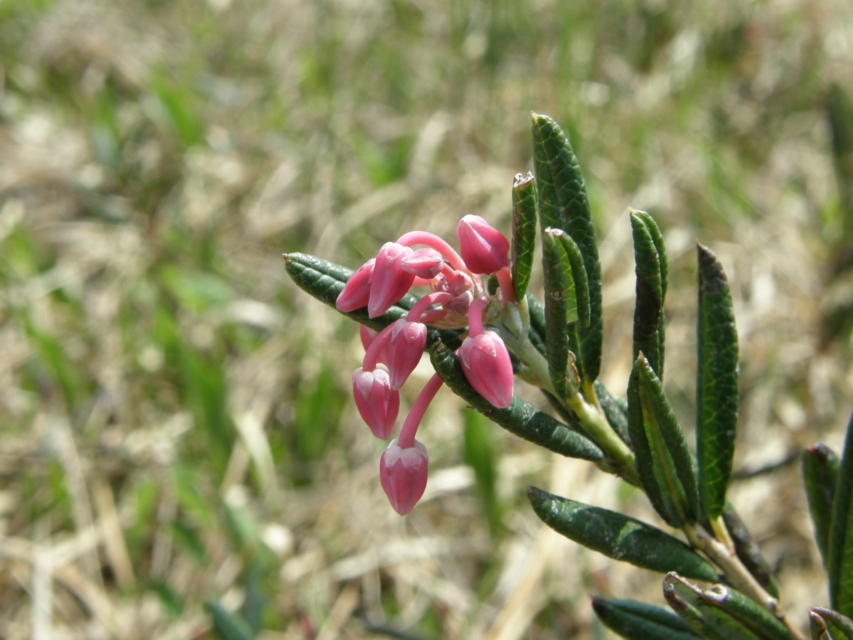 ヒメシャクナゲ