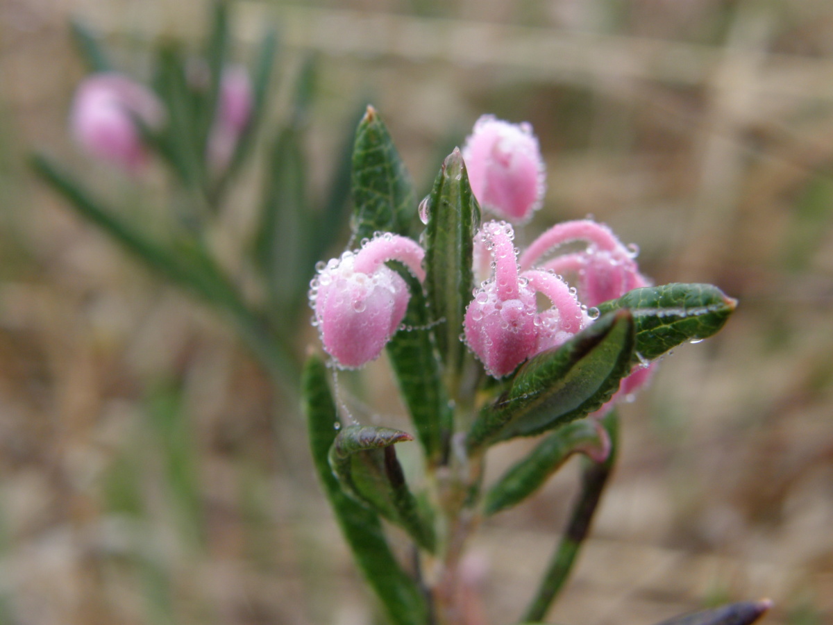 ヒメシャクナゲ