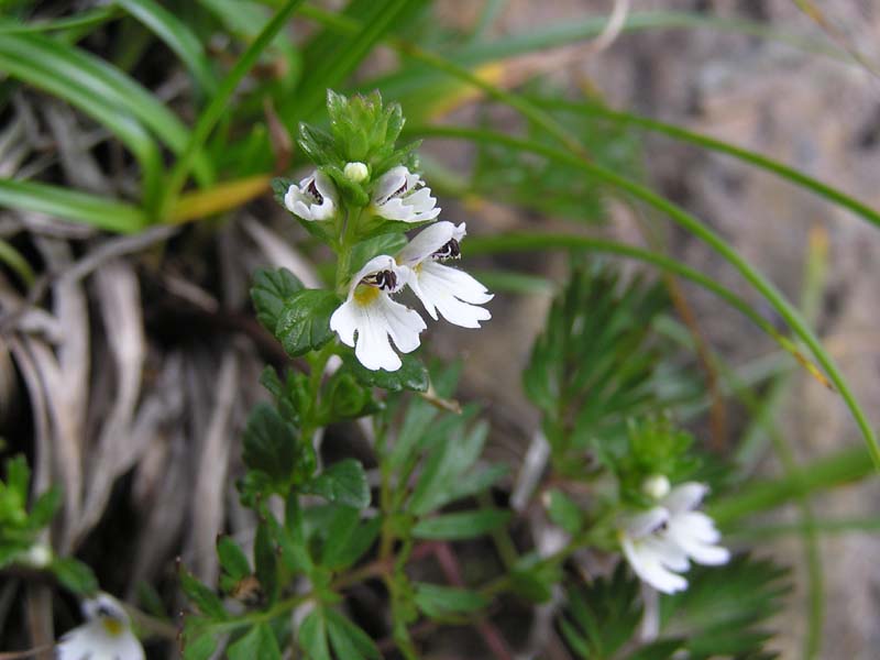 ホソバコゴメグサ