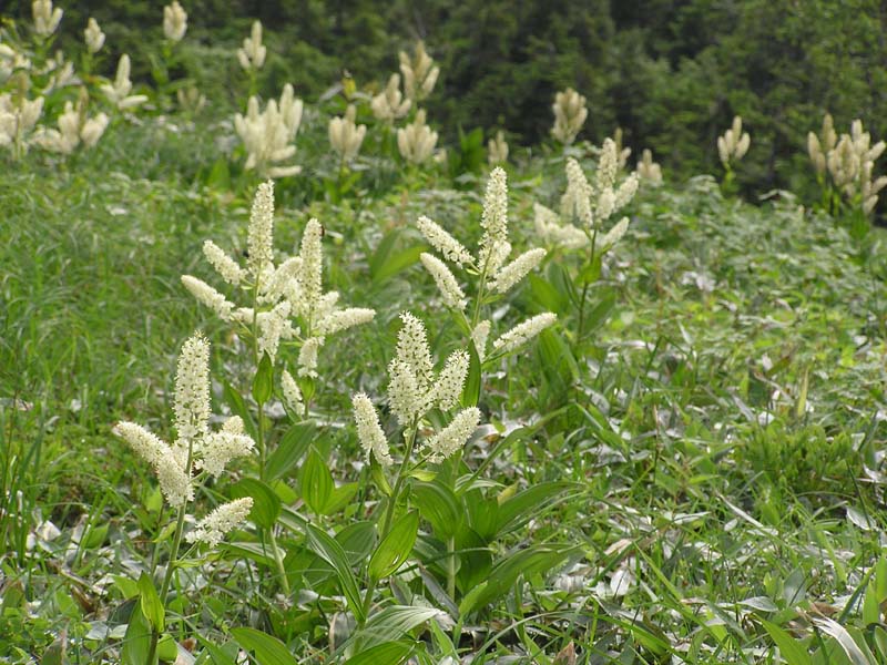 コバイケイソウ