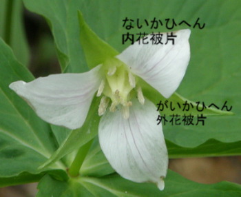 ミヤマエンレイソウ解説図