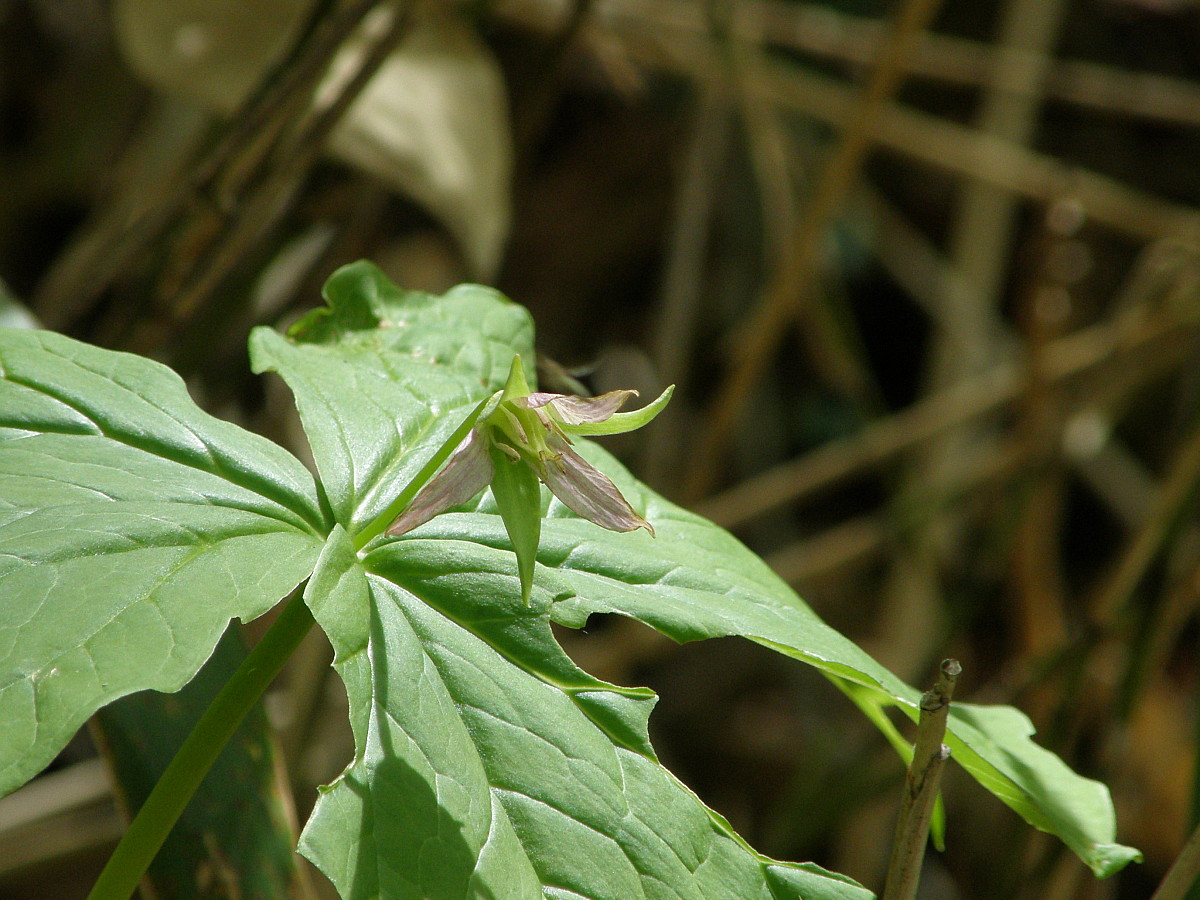 ミヤマエンレイソウ