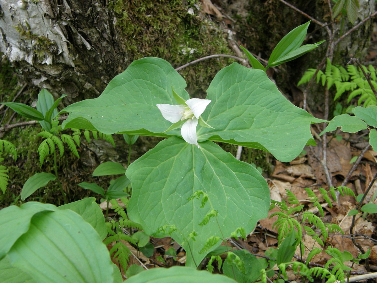 ミヤマエンレイソウ