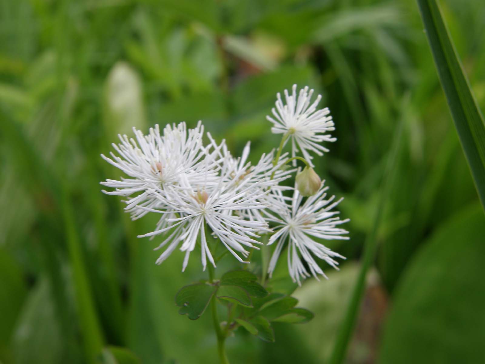 ミヤマカラマツ