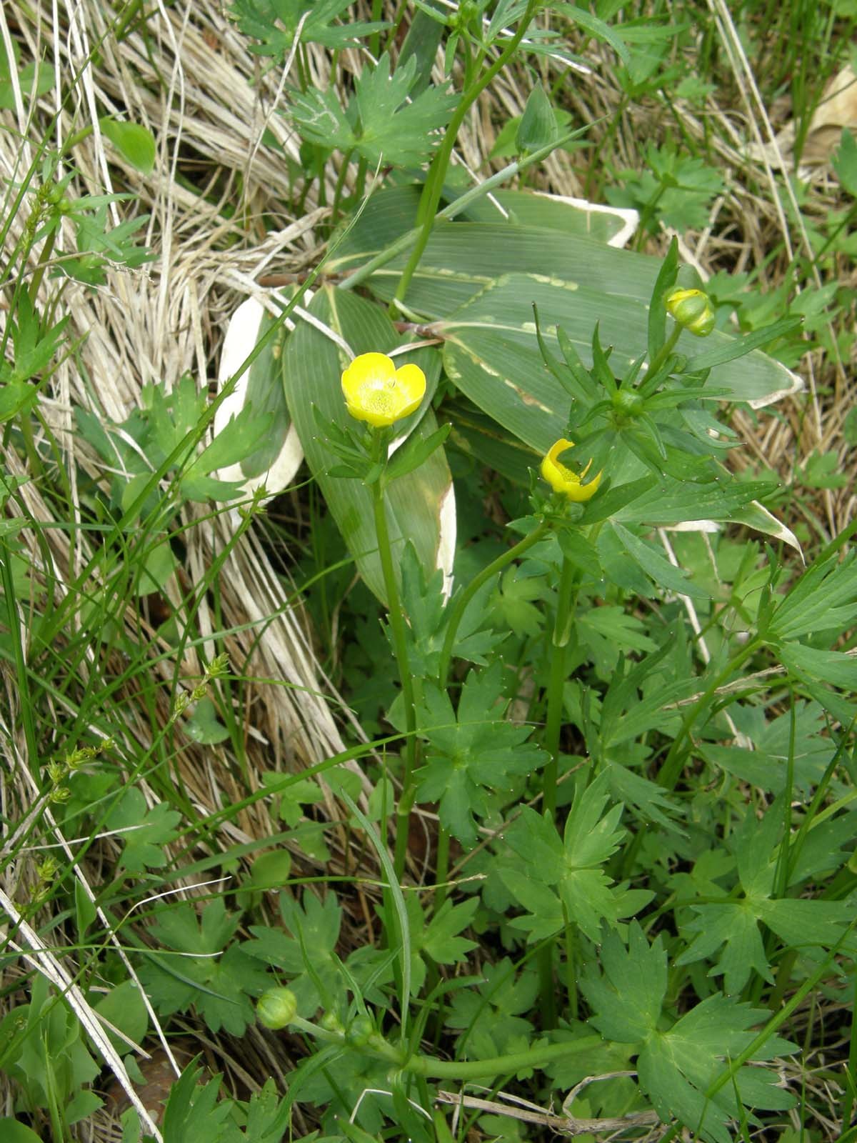 ミヤマキンポウゲ