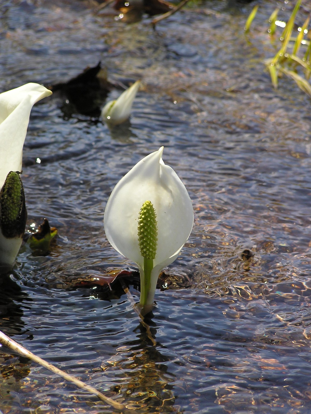 ミズバショウ 