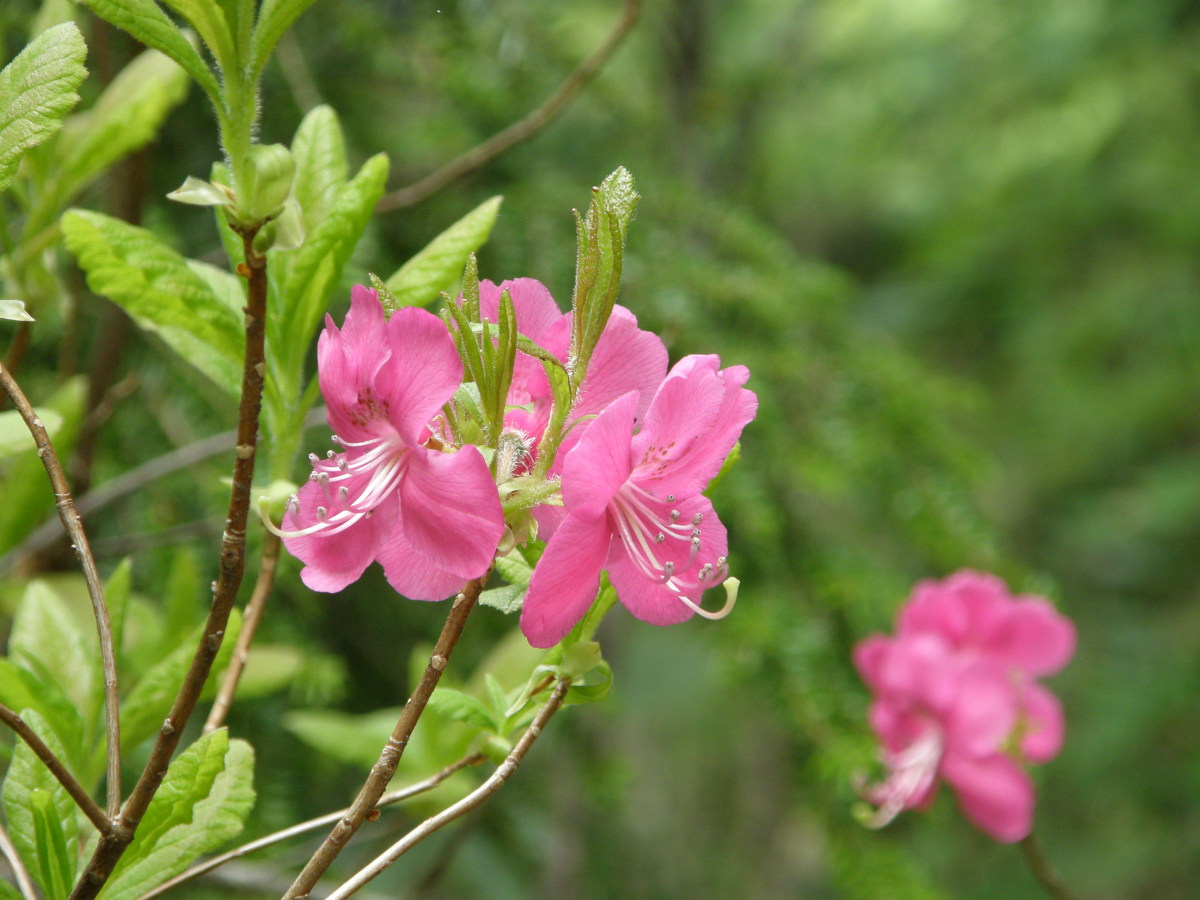 ムラサキヤシオ