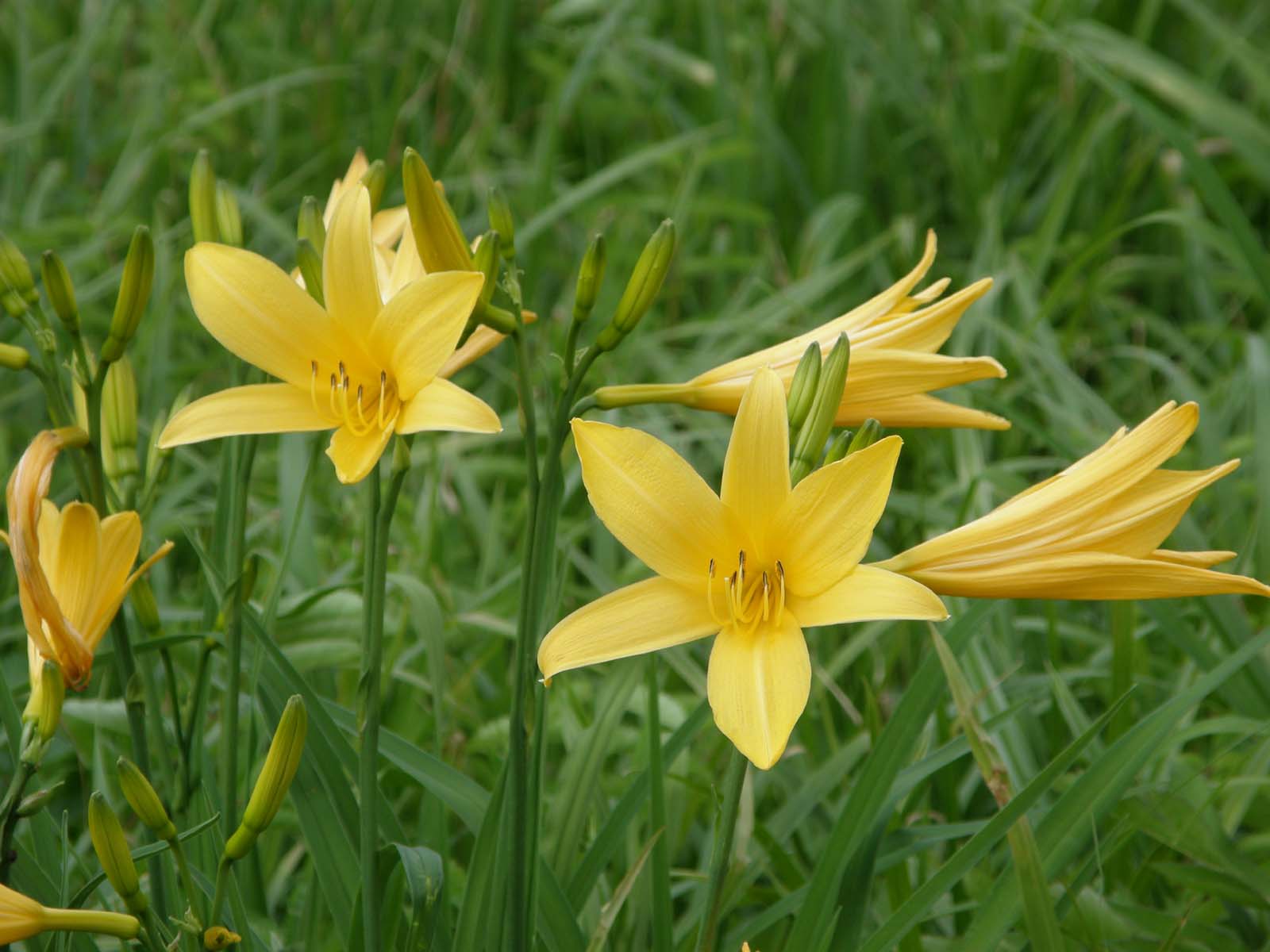 ニッコウキスゲ