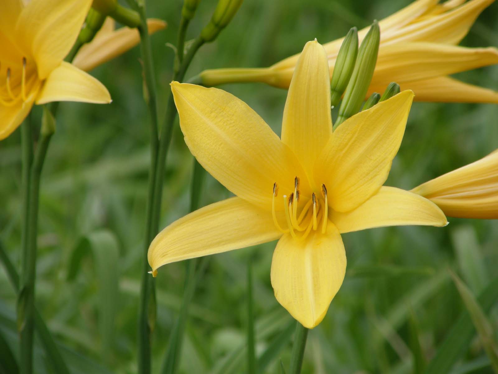 ニッコウキスゲ