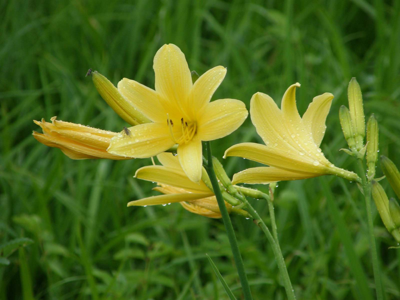 ニッコウキスゲ