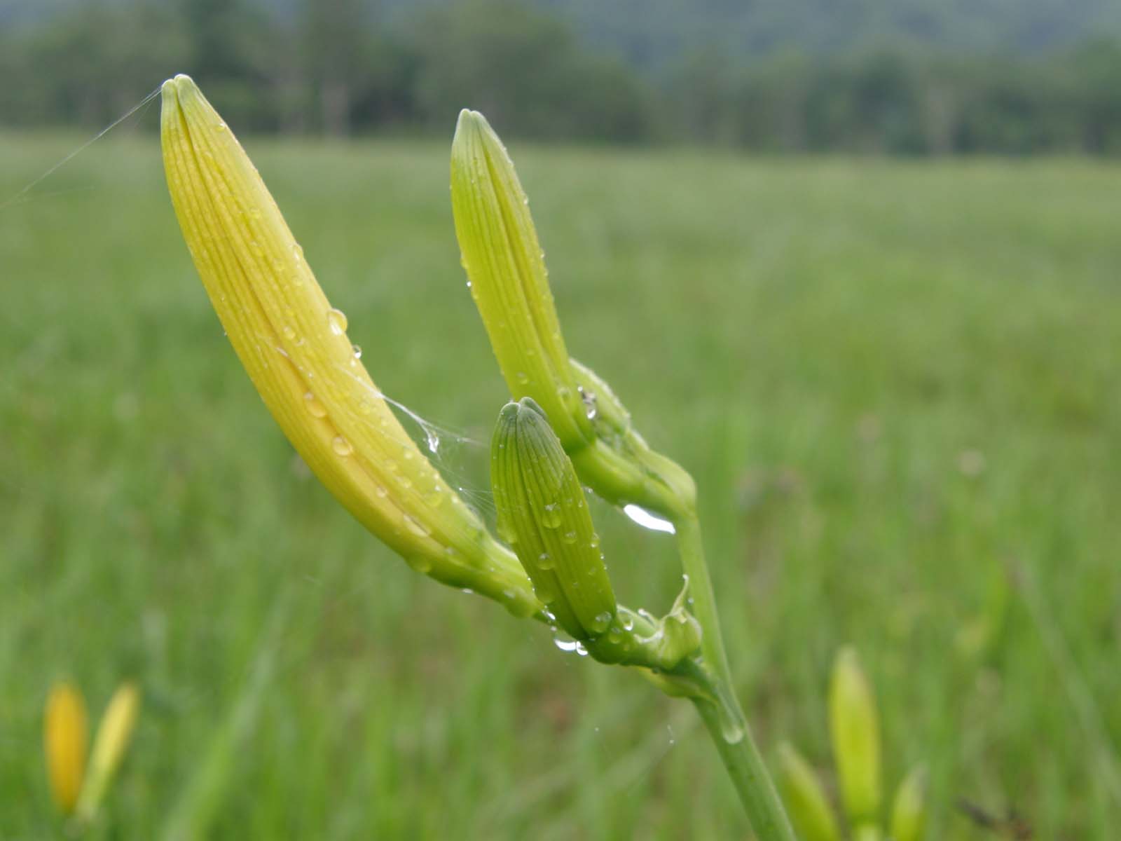 ニッコウキスゲ