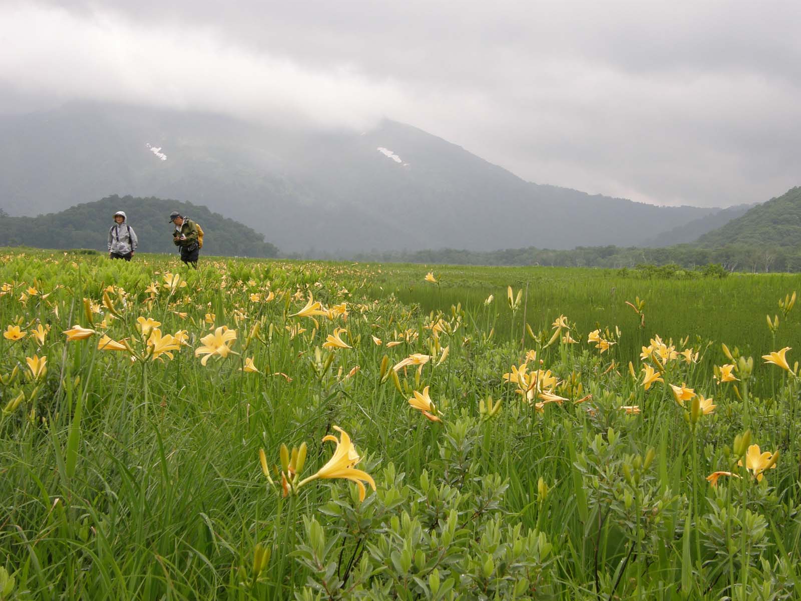 ニッコウキスゲ