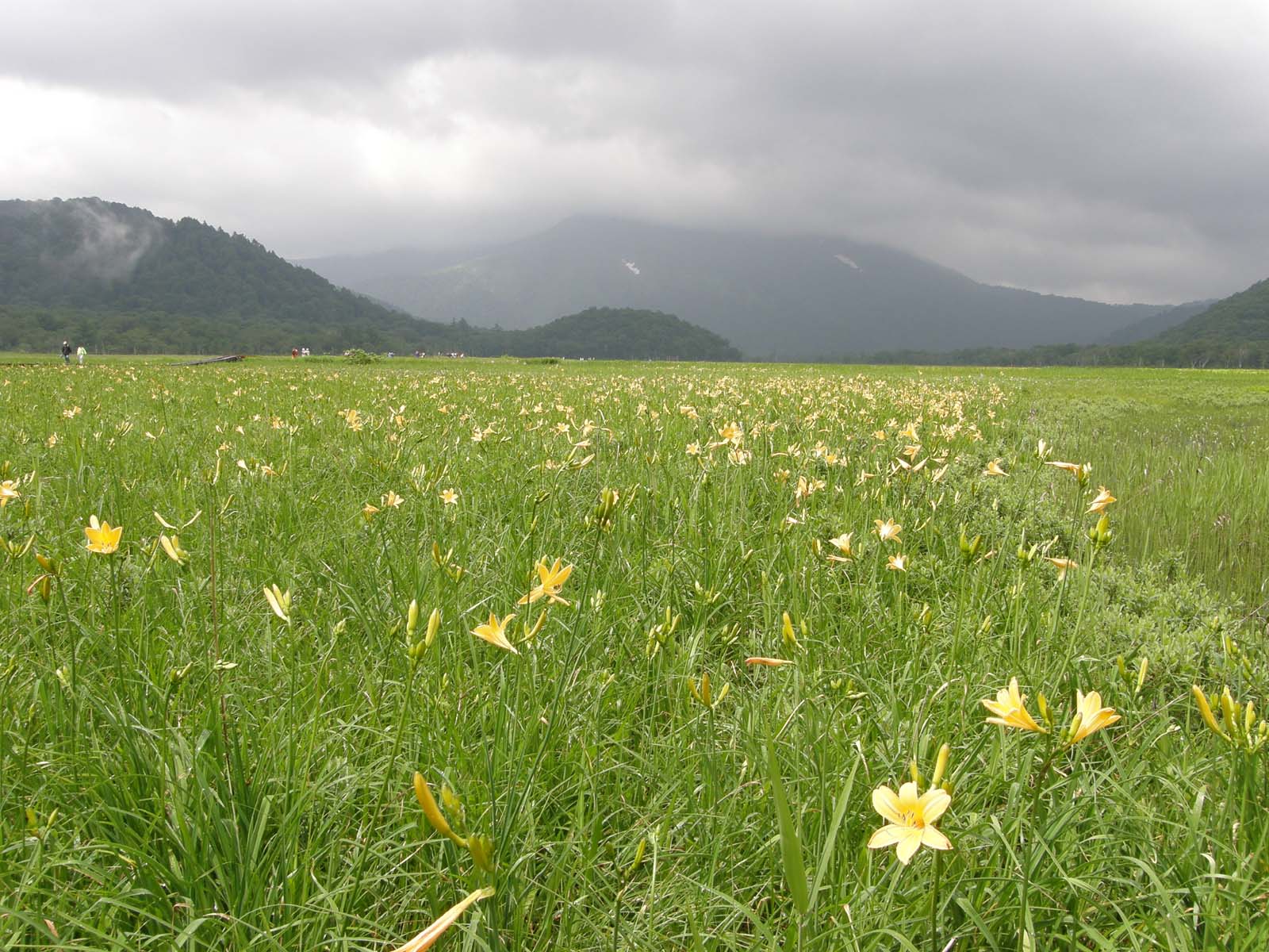 ニッコウキスゲ