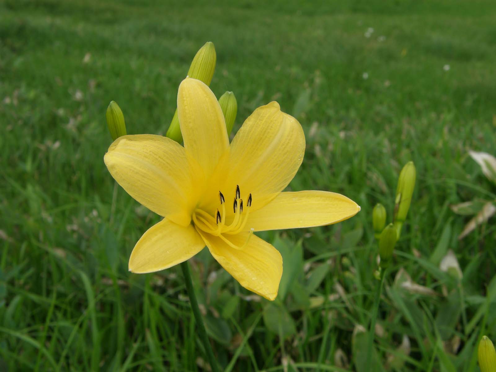 ニッコウキスゲ