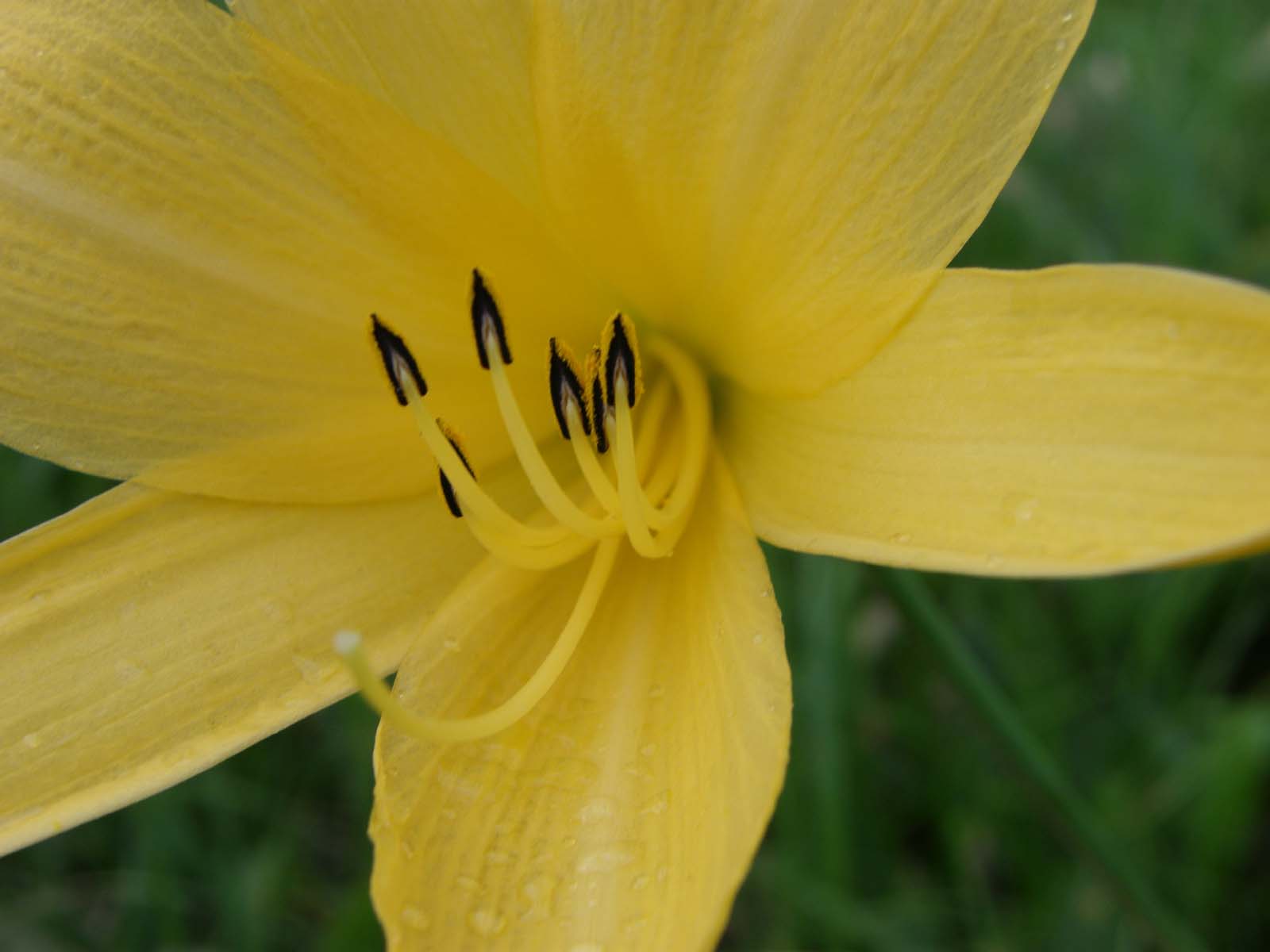 ニッコウキスゲ