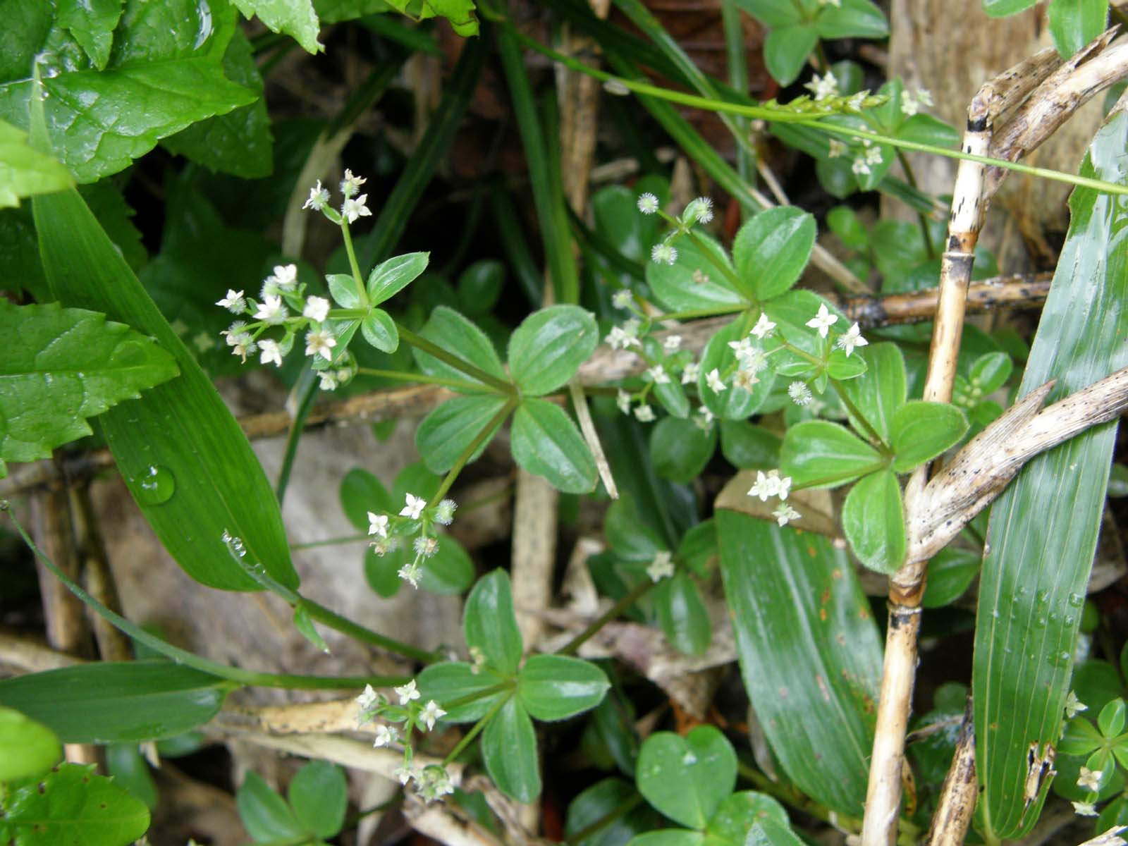 オオバノヨツバムグラ