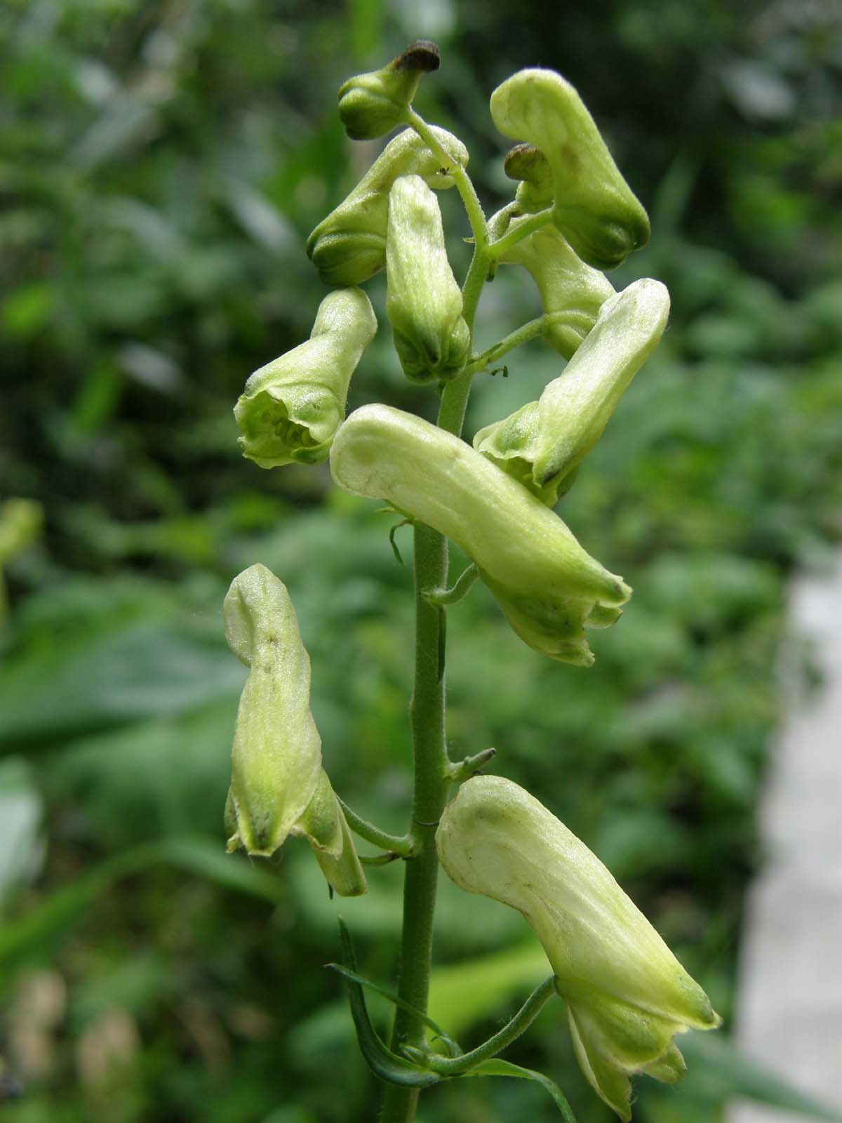 オオレイジンソウ