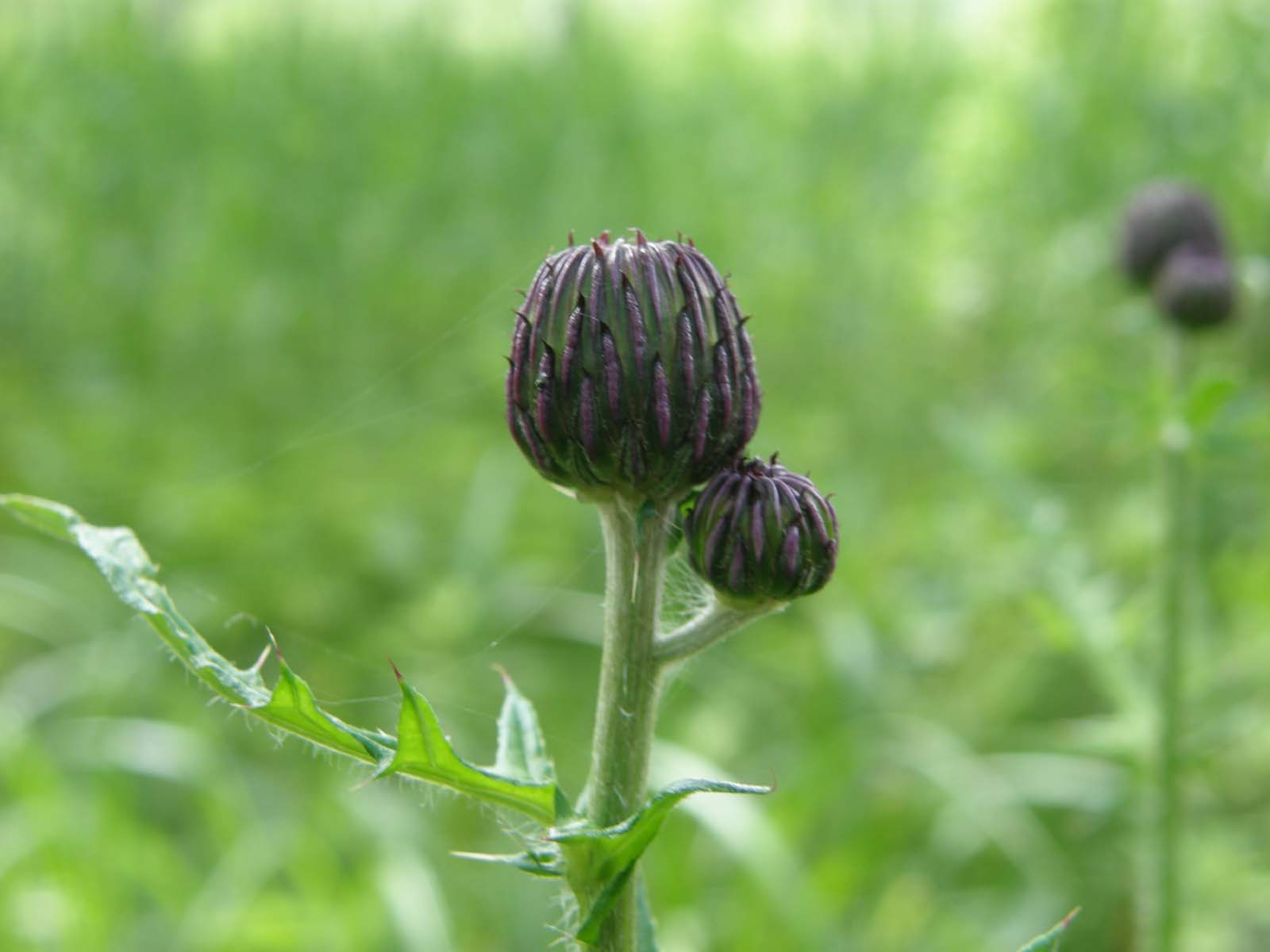 オゼヌマアザミ