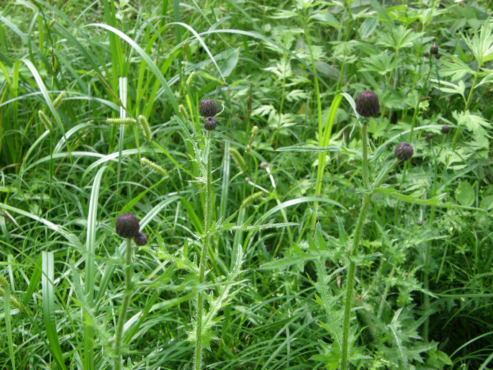 オゼヌマアザミ