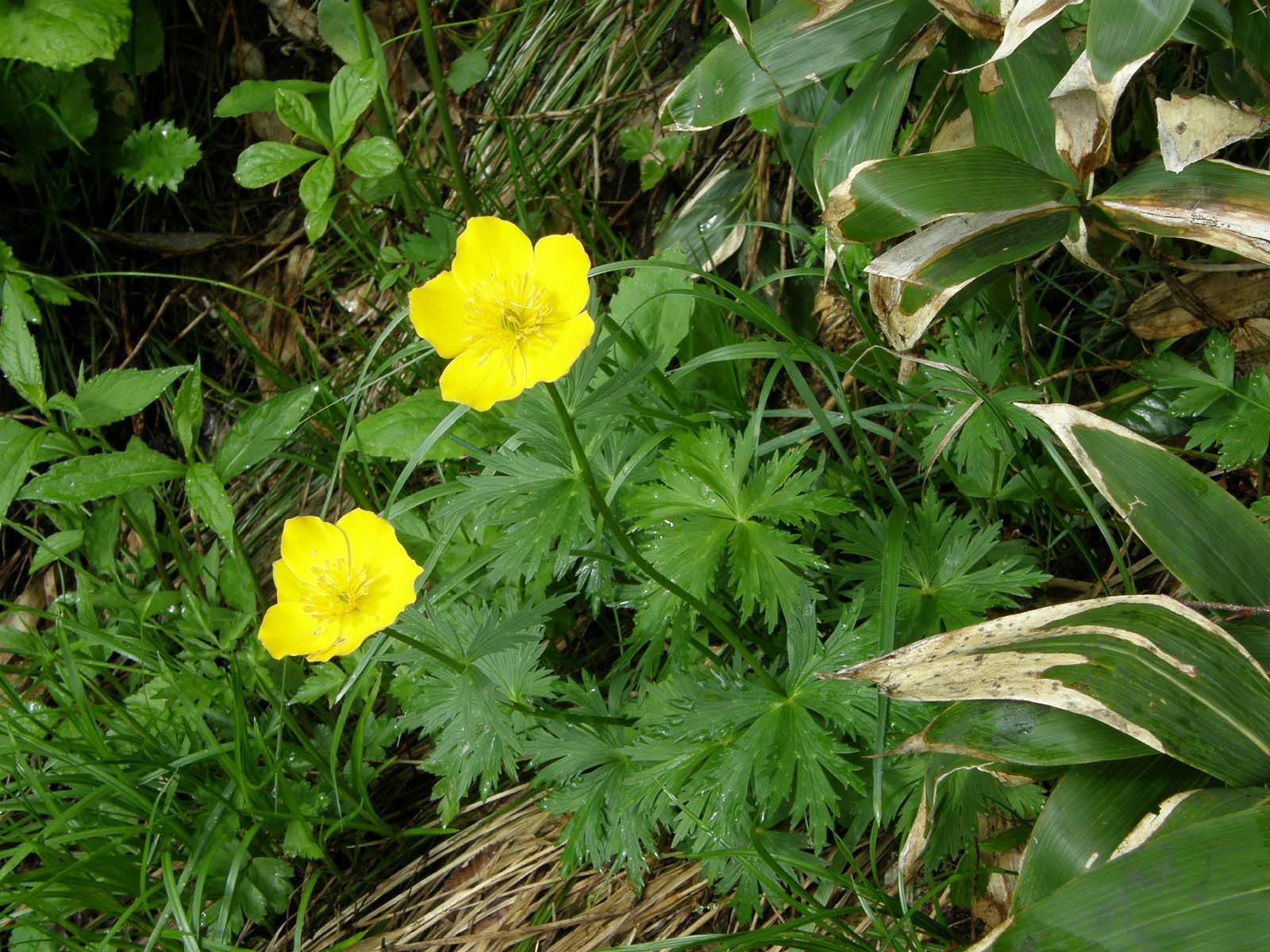 シナノキンバイ