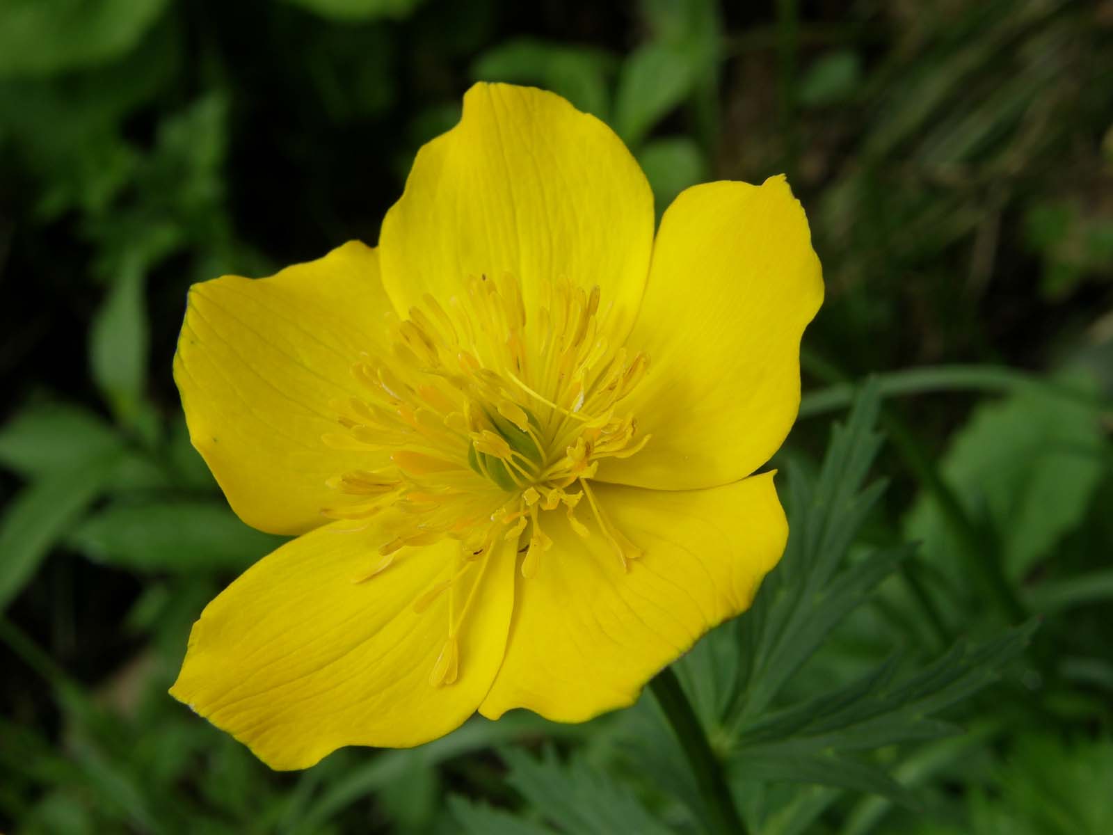 シナノキンバイ