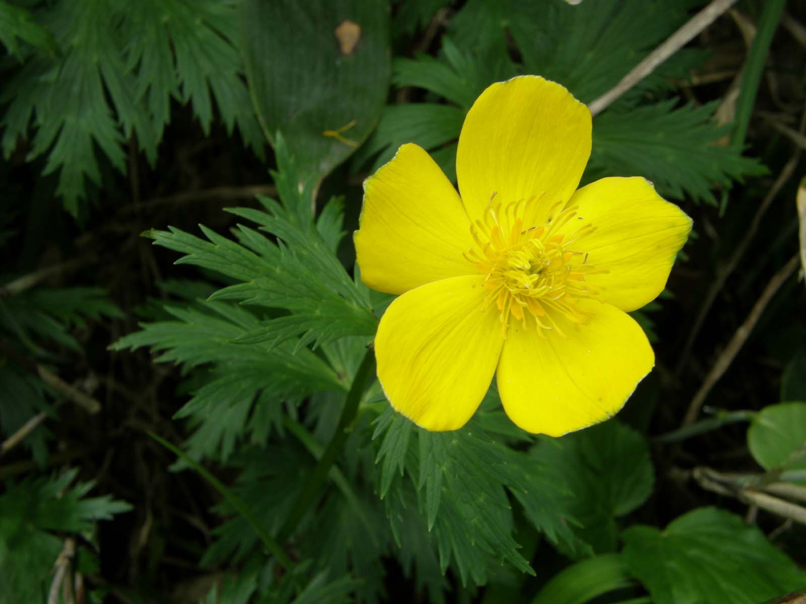 シナノキンバイ