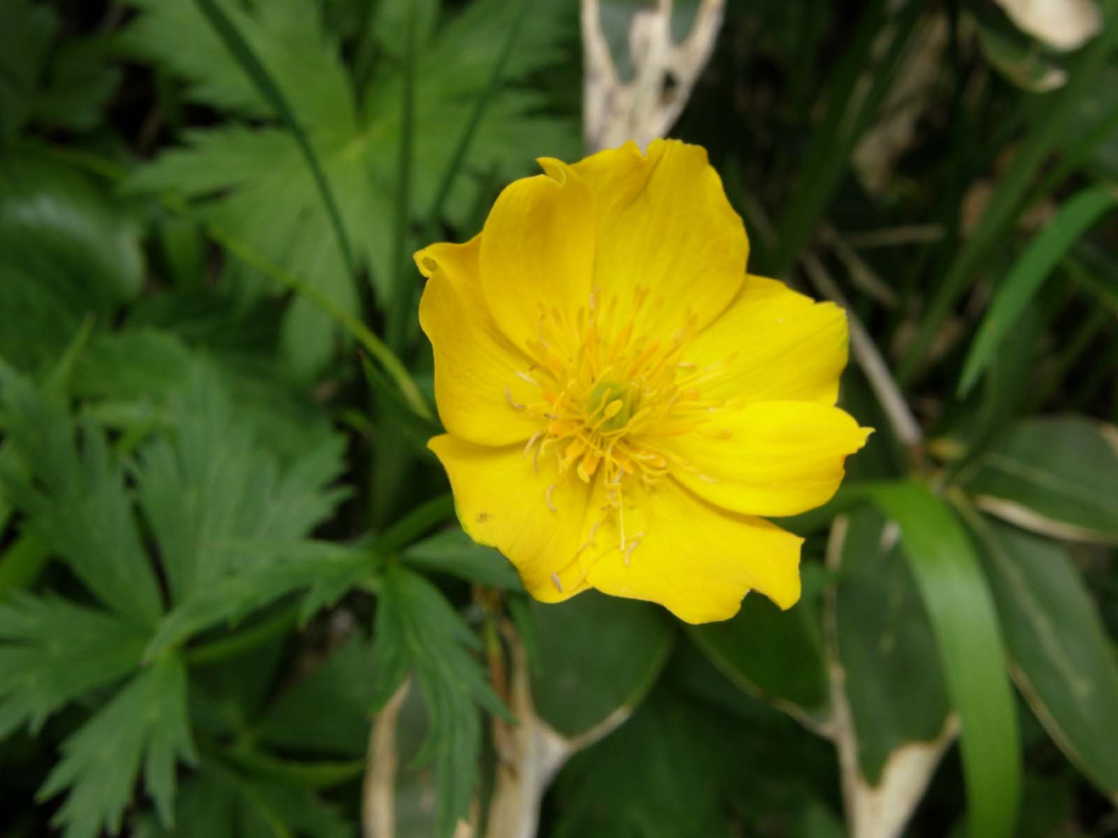 シナノキンバイ