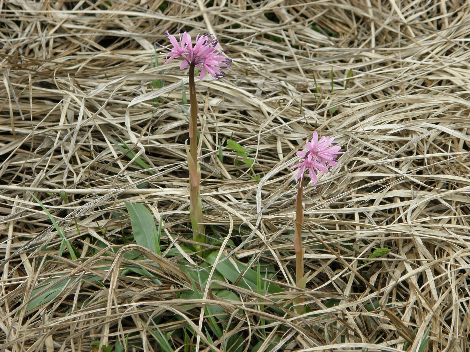 ショウジョウバカマ