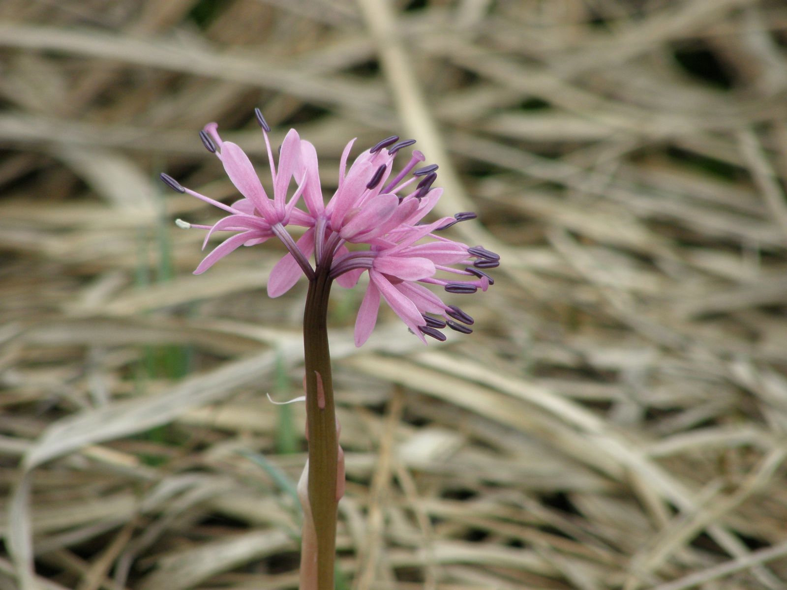 ショウジョウバカマ