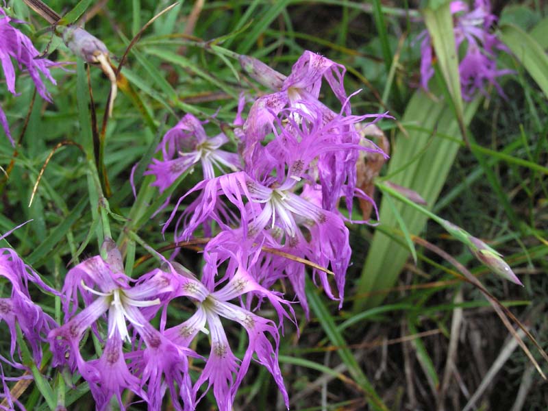 タカネナデシコ