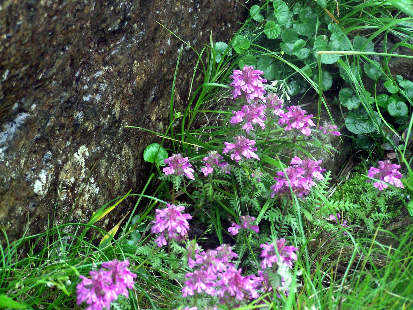 タカネシオガマ