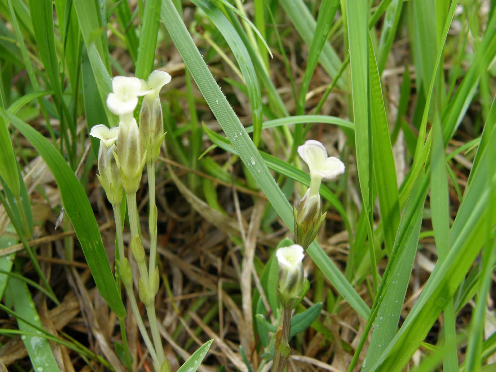 タテヤマリンドウ