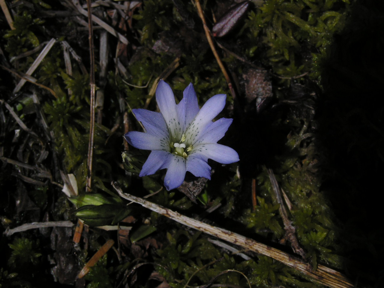 タテヤマリンドウ