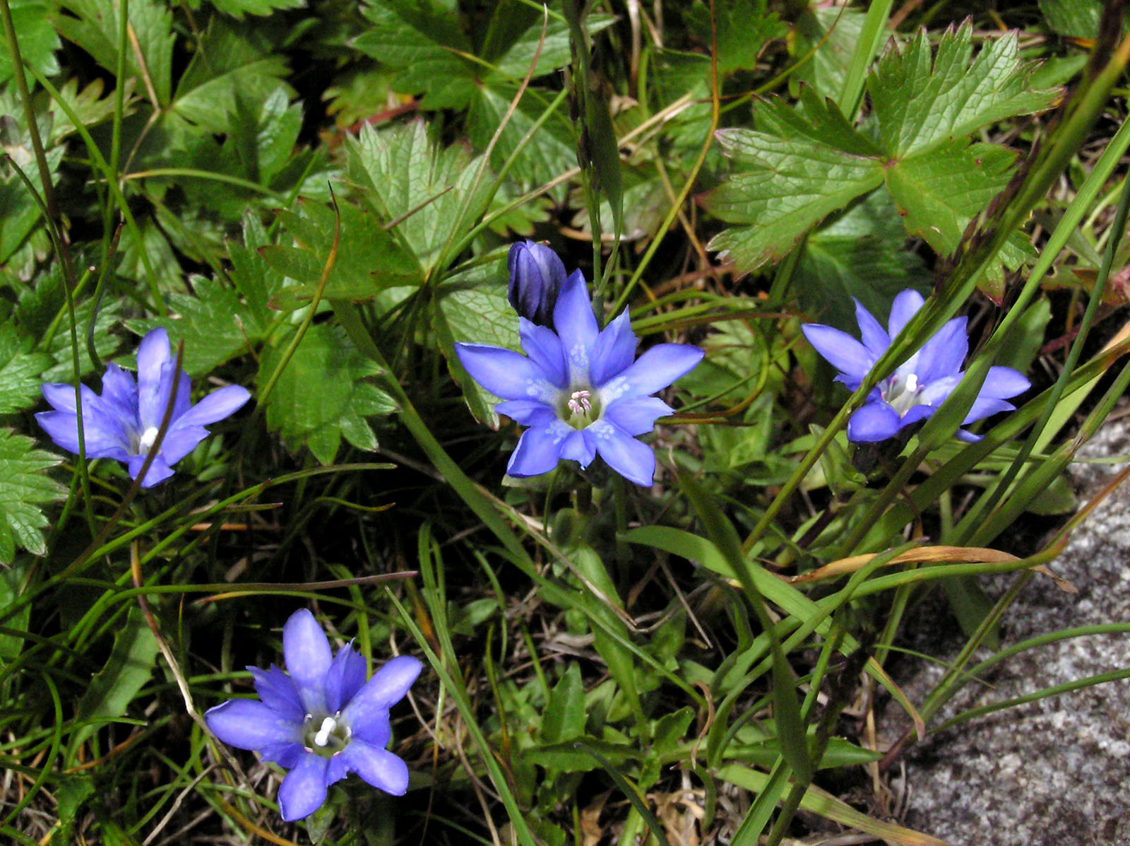 ミヤマリンドウ