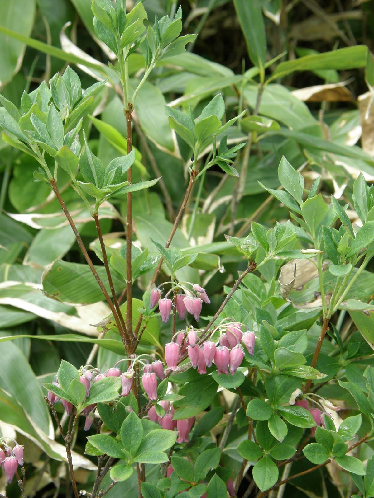 ウラジロヨウラク